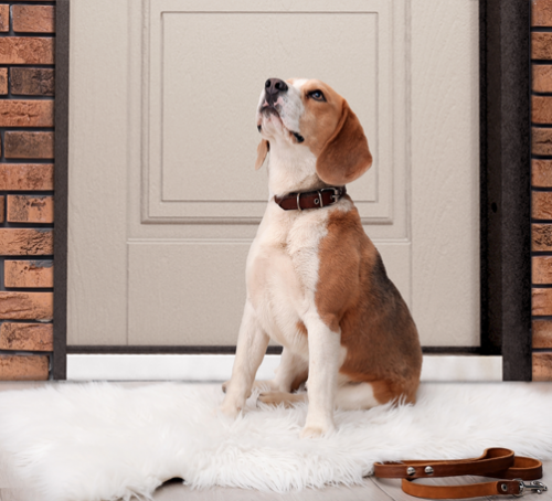 Как защитить входную дверь от домашних животных